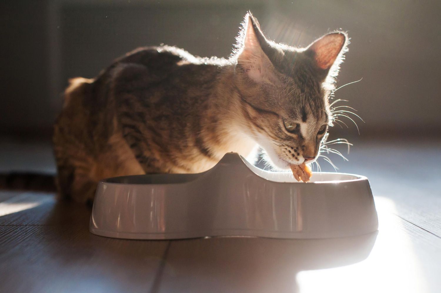 Le chat à la maison sur le sol mange de la nourriture dans un bol à la lumière de derrière